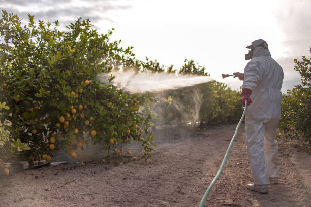 Best Pest Removal Services  in White Settlement, TX