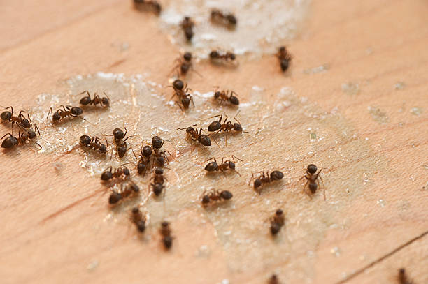Best Cockroach Control Services  in White Settlement, TX