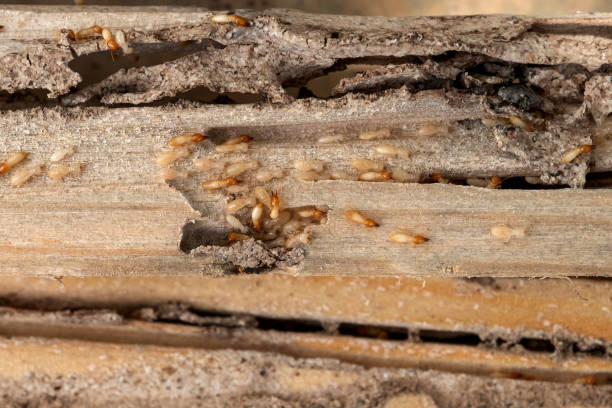 Best Pest Control Near Me  in White Settlement, TX