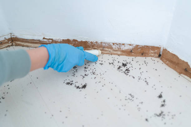 Best Pest Control Treatment  in White Settlement, TX